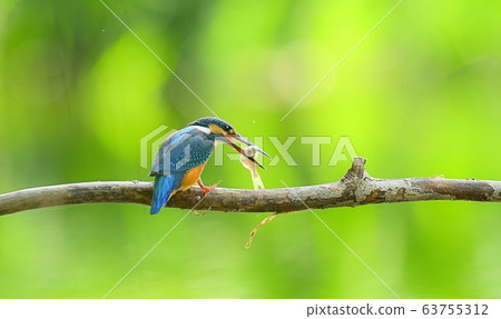 Kingfisher, animal, bird, summer migratory Kingfisher, animal, bird, summer migratory 63755312