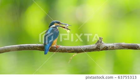 Kingfisher, animal, bird, summer migratory 63755313