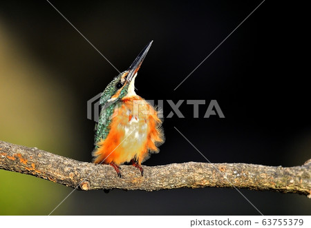 翠鳥,動物,鳥類,夏季遷徙 翠鳥,動物,鳥類,夏季遷徙 63755379