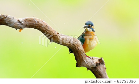 Kingfisher, animal, bird, summer migratory Kingfisher, animal, bird, summer migratory 63755380