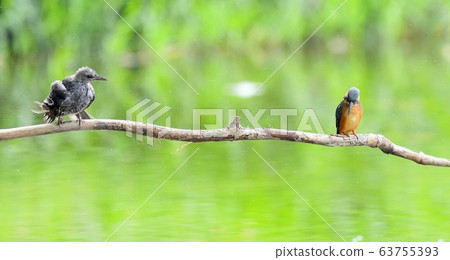 Kingfisher, animal, bird, summer migratory 63755393