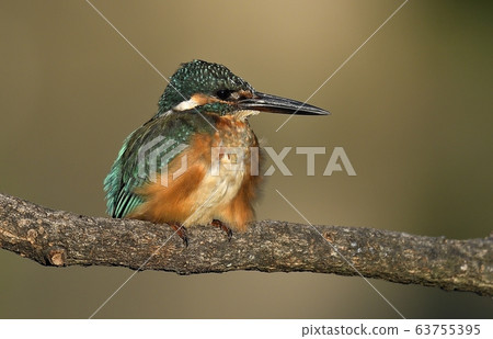 Kingfisher, animal, bird, summer migratory Kingfisher, animal, bird, summer migratory 63755395