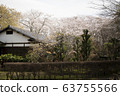 Japanese houses and cherry blossoms 63755566