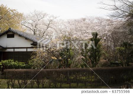 Japanese houses and cherry blossoms 63755566