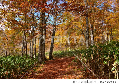 Autumn leaves of the Shinshu-Kaya flat plateau 63755645