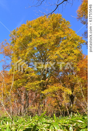 Autumn leaves of the Shinshu-Kaya flat plateau Autumn leaves of the Shinshu-Kaya flat plateau 63755646