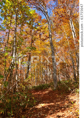 Autumn leaves of the Shinshu-Kaya flat plateau Autumn leaves of the Shinshu-Kaya flat plateau 63755647