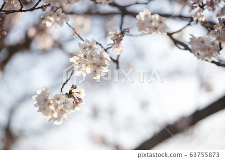 Okono cherry tree Okono cherry tree 63755873