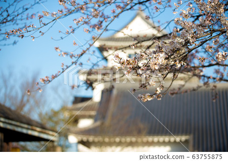 Okono cherry tree 63755875