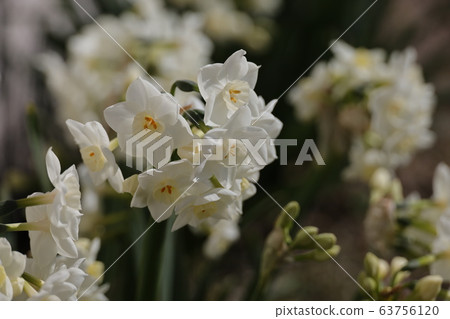 Narcissus 63756120