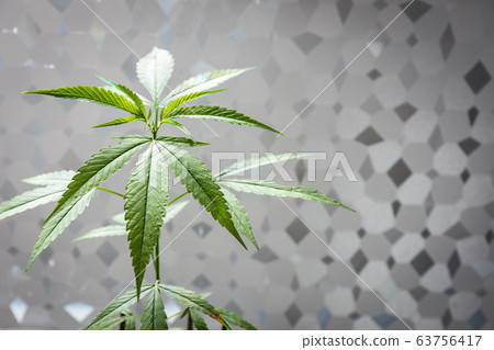 Marijuana leaves, cannabis that has sunlight on abstract pattern background 63756417