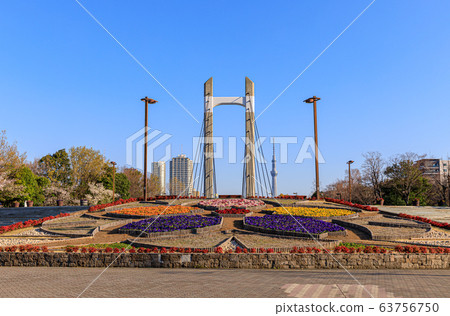 Kiba Park Ohashi and Tokyo Sky Tree in Spring in Tokyo 63756750