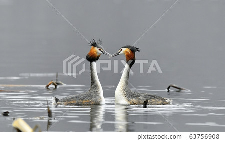 Horned Grebe, Animal, Bird, Migratory Bird Horned Grebe, Animal, Bird, Migratory Bird 63756908