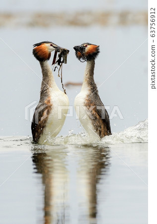 Horned Grebe, Animal, Bird, Migratory Bird Horned Grebe, Animal, Bird, Migratory Bird 63756912