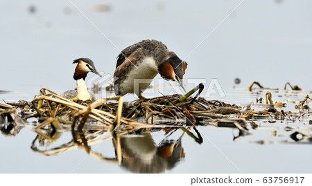 Horned Grebe, Animal, Bird, Migratory Bird Horned Grebe, Animal, Bird, Migratory Bird 63756917