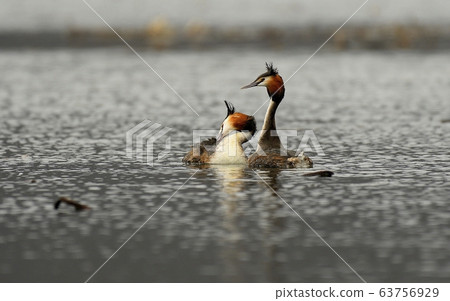 Horned Grebe, Animal, Bird, Migratory Bird Horned Grebe, Animal, Bird, Migratory Bird 63756929