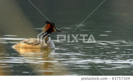 Horned Grebe, Animal, Bird, Migratory Bird Horned Grebe, Animal, Bird, Migratory Bird 63757104