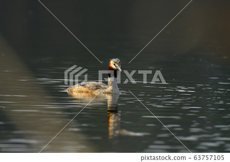 Horned Grebe, Animal, Bird, Migratory Bird Horned Grebe, Animal, Bird, Migratory Bird 63757105