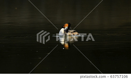 Horned Grebe, Animal, Bird, Migratory Bird Horned Grebe, Animal, Bird, Migratory Bird 63757106