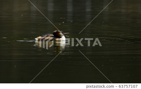 Horned Grebe, Animal, Bird, Migratory Bird Horned Grebe, Animal, Bird, Migratory Bird 63757107