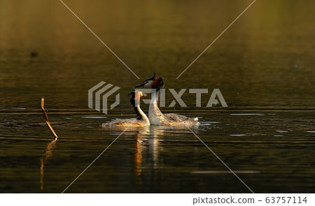 Horned Grebe, Animal, Bird, Migratory Bird Horned Grebe, Animal, Bird, Migratory Bird 63757114