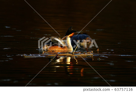 Horned Grebe, Animal, Bird, Migratory Bird 63757116