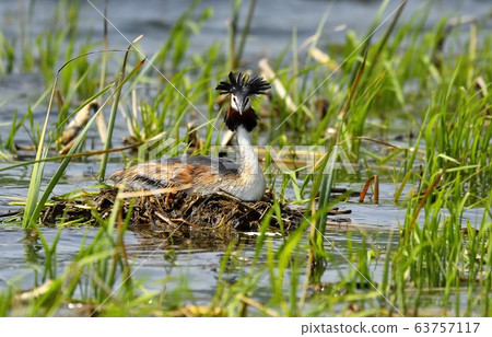 Horned Grebe, Animal, Bird, Migratory Bird Horned Grebe, Animal, Bird, Migratory Bird 63757117