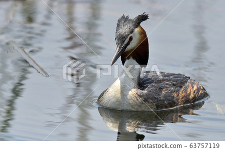 Horned Grebe, Animal, Bird, Migratory Bird Horned Grebe, Animal, Bird, Migratory Bird 63757119