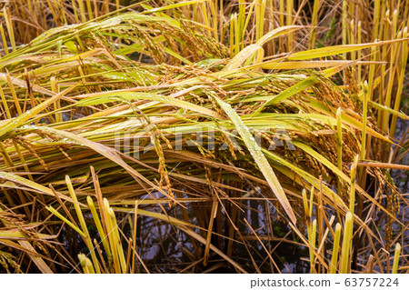 Jasmine rice is ready to be harvested in the fields at Chiang Mai Thailand Jasmine rice is ready to be harvested in the fields at Chiang Mai Thailand 63757224