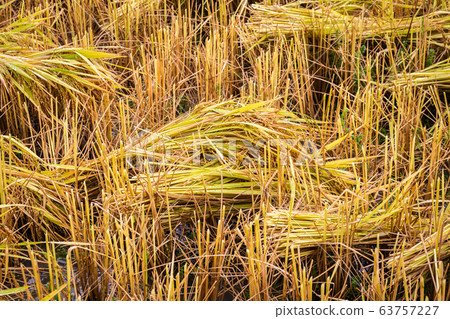 Jasmine rice is ready to be harvested in the fields at Chiang Mai Thailand 63757227
