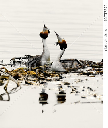 角Gre,動物,鳥,候鳥 角Gre,動物,鳥,候鳥 63757271