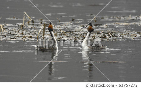 角Gre，動物，鳥，候鳥 63757272