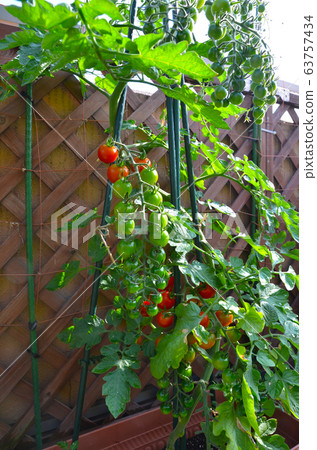 Utilizing condo veranda Home vegetable garden Gardening Tomato cultivation 63757434
