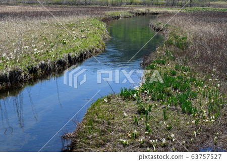 Spring Shimo-no-Horikawa 63757527