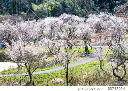 東京都八王子市高尾梅京市鈴刺梅林 63757934