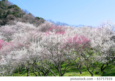 Mt. Takao Takao Umezo Kinoshita Bairin (Kesadowabirin) Mt. Takao Takao Umezo Kinoshita Bairin (Kesadowabirin) 63757939