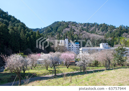 東京八王子市 Takao Umekyo Takao Ume no Sato Machi no Hiroba 東京八王子市 Takao Umekyo Takao Ume no Sato Machi no Hiroba 63757944
