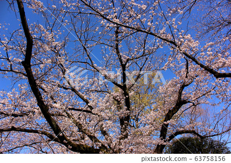 武藏關公園的櫻花盛開 武藏關公園的櫻花盛開 63758156