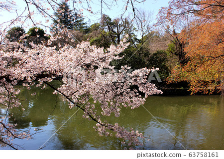 Cherry blossom branches extending to a pond in Musashiseki Park (5) 63758161