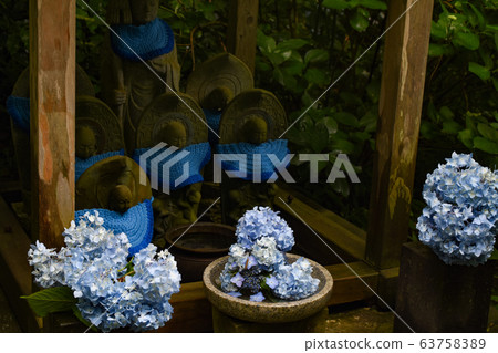 Kanagawa Jizo Hydrangea Kanagawa Jizo Hydrangea 63758389