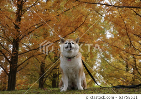 水杉和柴犬 水杉和柴犬 63758511