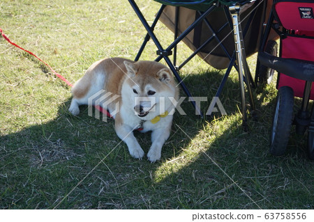 Cool Shiba Inu Cool Shiba Inu 63758556