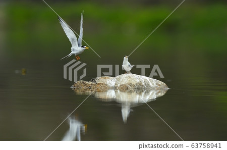Tern, gull, animal, bird 63758941