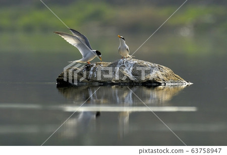 燕鷗，鷗，動物，鳥 63758947
