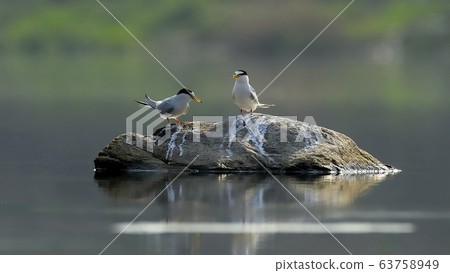 Tern, gull, animal, bird 63758949