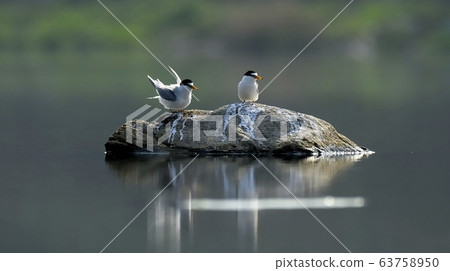 燕鷗,鷗,動物,鳥 燕鷗,鷗,動物,鳥 63758950