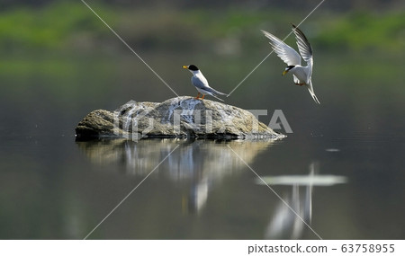 Tern, gull, animal, bird Tern, gull, animal, bird 63758955