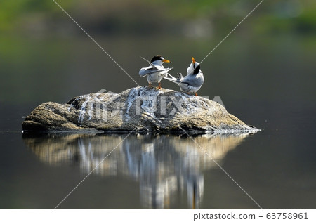 Tern, gull, animal, bird 63758961