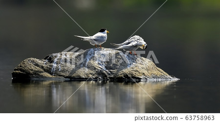 Tern, gull, animal, bird 63758963