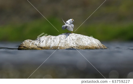 Black-crowned Gull, bird. animal Black-crowned Gull, bird. animal 63759227